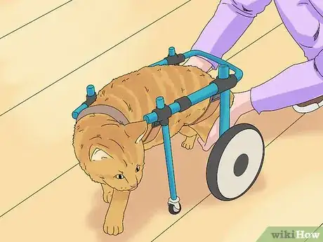 Image titled Care for a Cerebellar Hypoplasia Cat Step 8