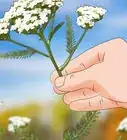 Grow Yarrow