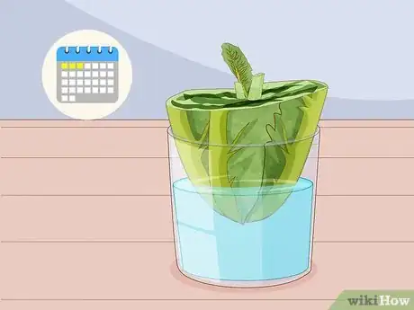 Image titled Grow Romaine Lettuce Step 8