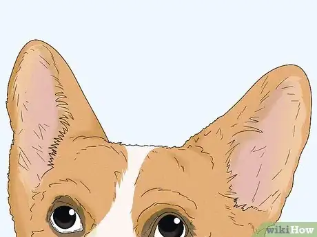 Image titled Identify a Pembroke Welsh Corgi Step 3