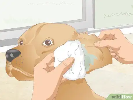 Image titled Clean Your Dog's Ears During a Yeast Infection Step 11