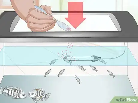 Image titled Breed Convict Cichlids Step 13