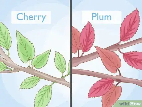 Image titled Tell the Difference Between Plum Blossoms and Cherry Blossoms Step 5