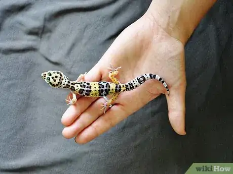 Image titled Hold a Leopard Gecko Step 3