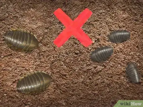 Image titled Care for Pillbugs Step 8