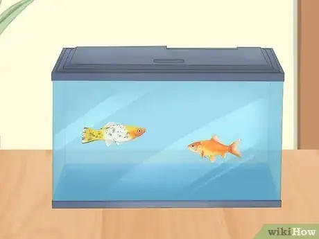 Image titled Prevent Stress in Pet Fish Step 2