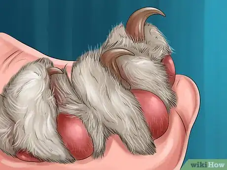 Image titled Diagnose and Treat the Cause of Deformed Cat Nails Step 1