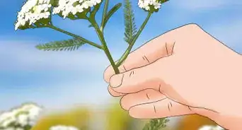 Grow Yarrow