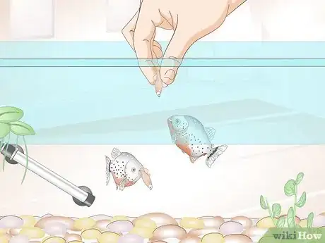 Image titled Care for Piranhas Step 8