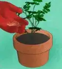 Grow Roses from Seed