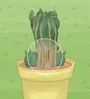 Grow a Cactus