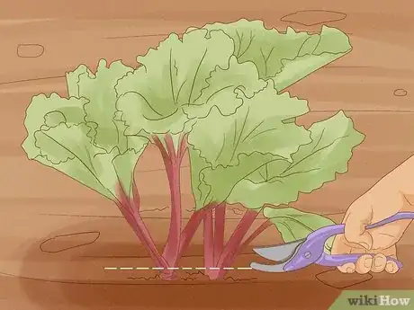 Image titled Grow Rhubarb Step 12