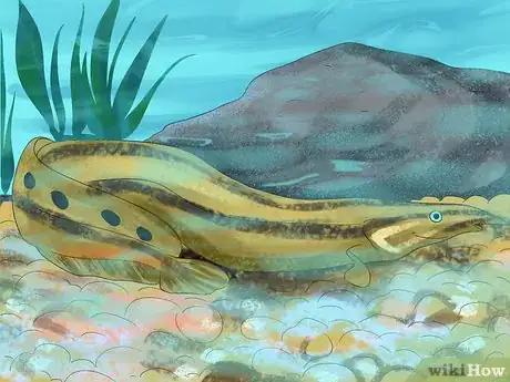 Image titled Keep Peacock Eels Step 9