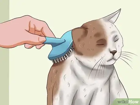 Image titled Clean Your Cat When He Can't Do It Himself Step 11