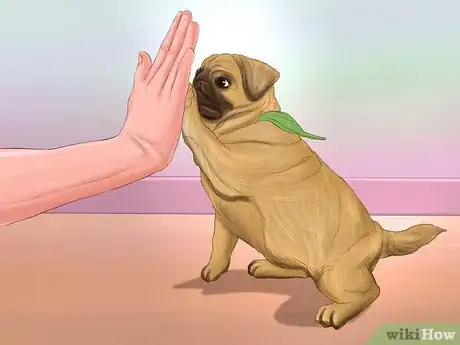 Image titled Live with a Pug Dog Step 4