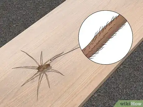 Image titled Identify a Brown Recluse Step 4