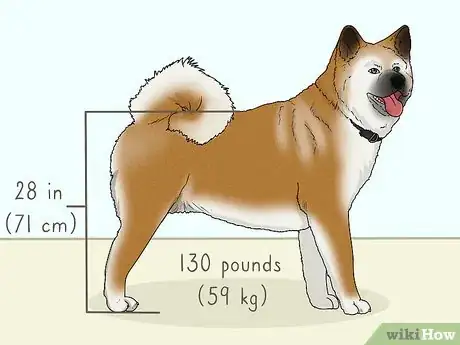 Image titled Identify an Akita Step 1