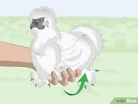 Image titled Pet a Chicken Step 13