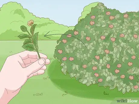 Image titled Grow Lantana Plants Step 1