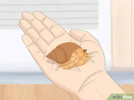 Image titled Care for Hermit Crabs Step 12