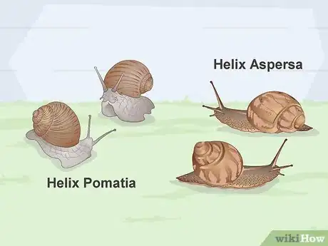 Image titled Snail Farm Step 1