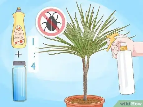 Image titled Grow Dracaena Marginata Step 12