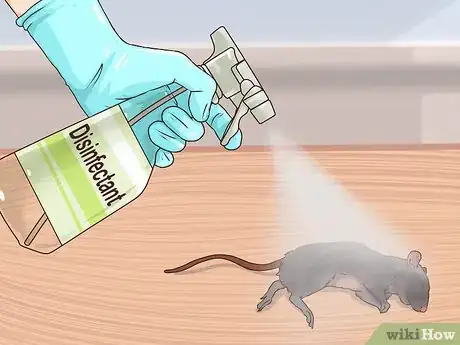 Image titled Clean Rat Droppings Step 12