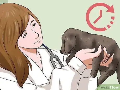 Image titled Choose a Healthy Puppy Step 13