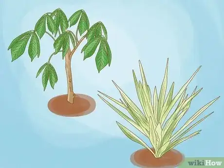 Image titled Cassava vs Yucca Step 1