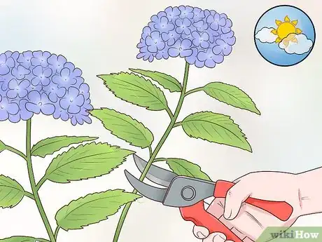 Image titled Cut Hydrangea Blooms Step 1