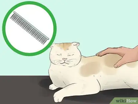 Image titled Take Care of a Scottish Fold Step 13