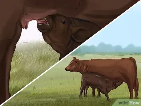 Image titled Identify Brangus Cattle Step 8