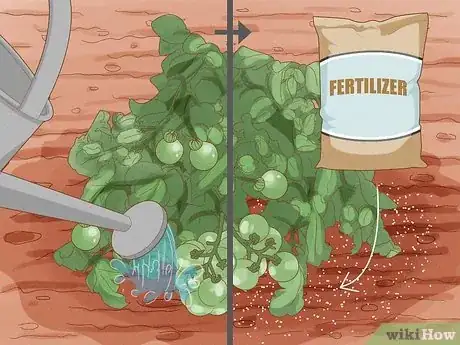 Image titled Fertilize Tomatoes Often Enough Step 8