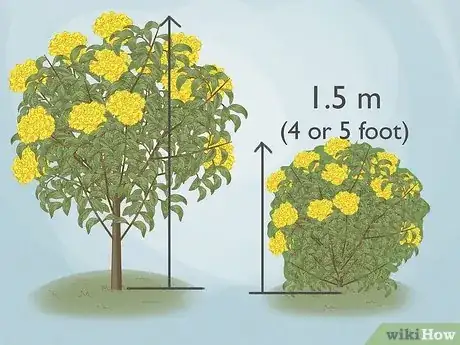 Image titled Prune Tecoma stans Step 3