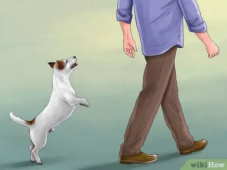 Image titled Live With a Hyper Jack Russell Terrier Step 6