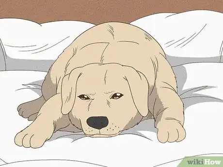 Image titled Tell if a Dog Is Pregnant Step 5