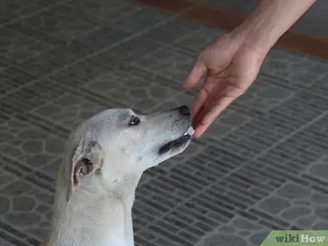 Image titled Teach a Stubborn Dog to Sit Down Step 2