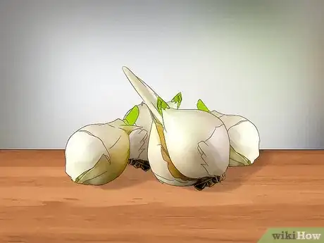 Image titled Grow Elephant Garlic Step 1