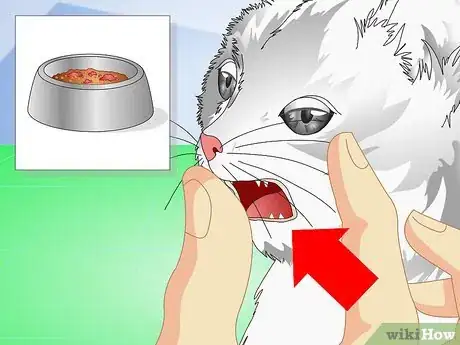 Image titled Get Your Kitten to Eat Step 9