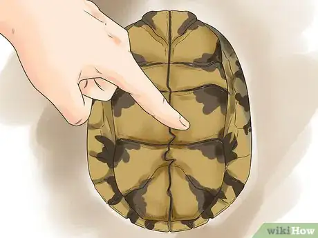 Image titled Sex Tortoises Step 3