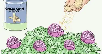 Keep Ants off Peonies