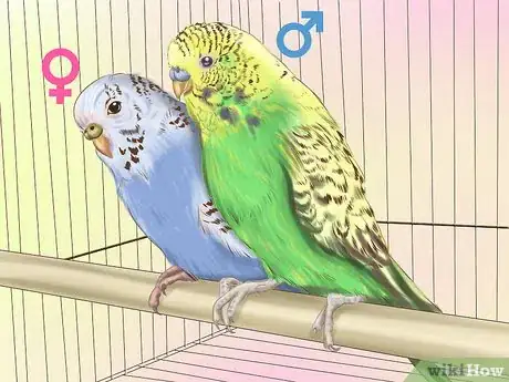 Image titled Choose a Good Budgie Step 8