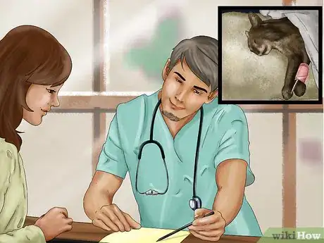 Image titled Help a Cat Recover from Anesthesia Step 1