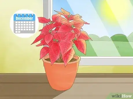 Image titled Grow Poinsettia Step 17