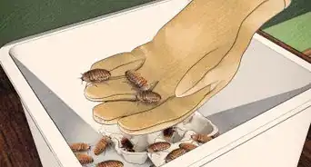 Breed Feeder Roaches