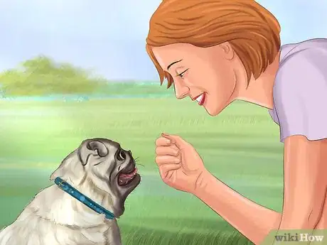 Image titled Live with a Pug Dog Step 8