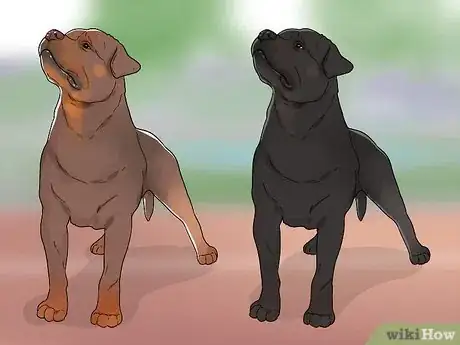 Image titled Identify a Rottweiler Step 8