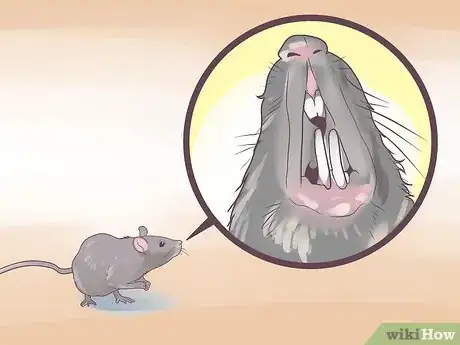 Image titled Prevent Rat Bite Fever Step 16