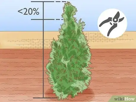 Image titled Prune Arborvitae Step 7