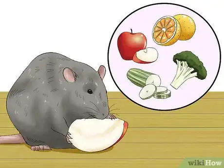 Image titled Feed a Pet Rat Step 8